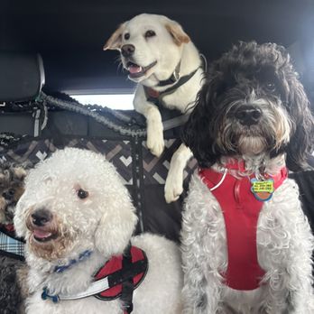 OC Paw House - Pet Sitting Near Me OC Paw House - Pet Sitting Near Me