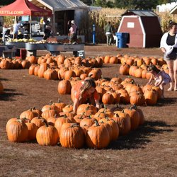 Twin Cities Harvest Festival and Maze