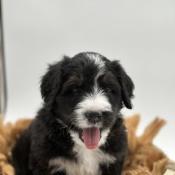 Doodling Pups - Bernedoodle Puppy born on 4/24/24.