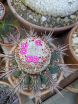 Cactus Store by null