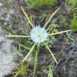 Alligator Lily