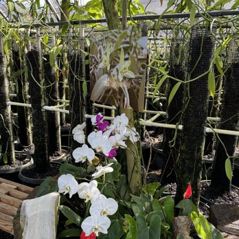 The Vanillerie - Orchids! - Attraction Farms Near Me - Kailua-Kona, Hawaii