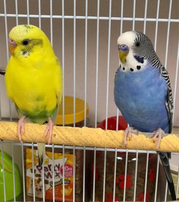 Canoga Discount Birds by null