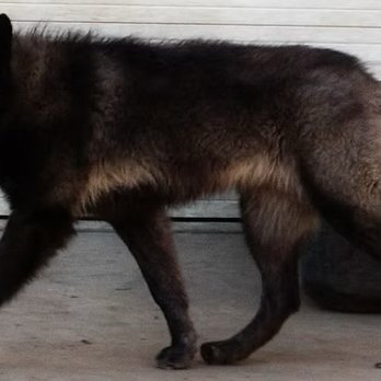 Bewarewolf Kennels - Wolves pass their best genetics through by the Alpha Wolf - Pet Breeders Near Me - Mesa, Arizona