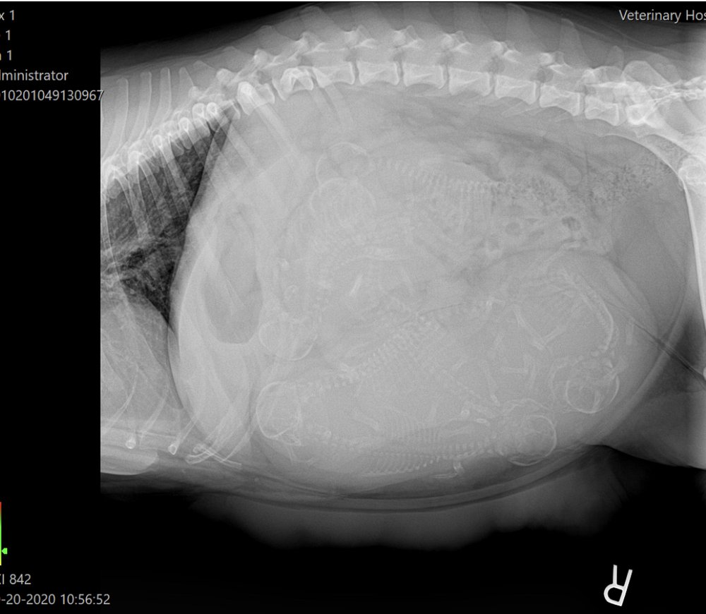 VETERINARY HOSPITAL OF VIRGINIA BEACH Updated September 2024 12