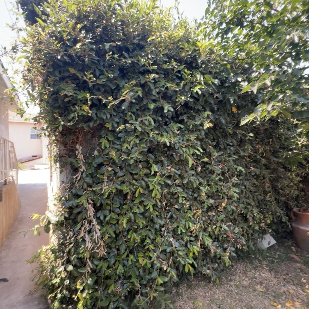GG'S Green Services - Before the vine clearing - Lawn Services Near Me