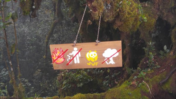 Mossy Forest by null