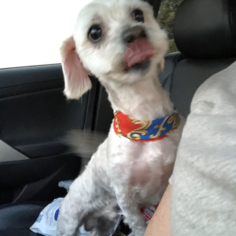 No Problem! Dog Training - Kristina helped me read Buddy's body language and now looking at this picture I can see how nervous he was! - Pet Training Near Me