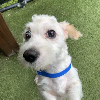 New Tampa Pet Resort - Shy Ollie - Pet Boarding Near Me - Lutz, Florida