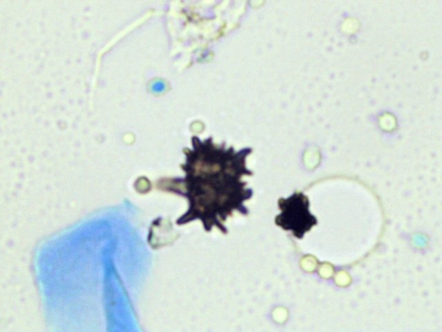 On-Site Mold Analysis - mold inspector in Davie, FL