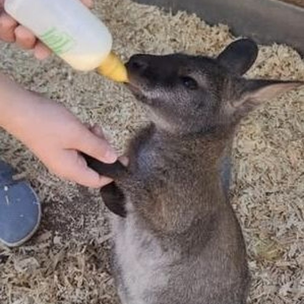 Feeding a wallaby Feeding a wallaby