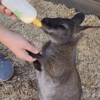 Grand Canyon Deer Farm - Feeding a wallaby - Zoos Near Me - Williams, Arizona Grand Canyon Deer Farm - Feeding a wallaby - Zoos Near Me - Williams, Arizona