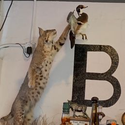 a cat reaching up to catch a bird a cat reaching up to catch a bird