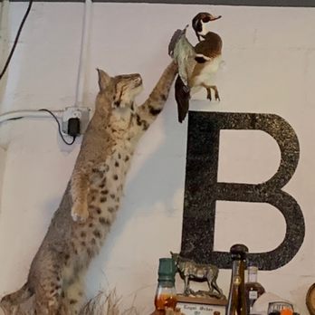 The Fill Station - a cat reaching up to catch a bird - Bars Near Me - Lake Jackson, Texas The Fill Station - a cat reaching up to catch a bird - Bars Near Me - Lake Jackson, Texas