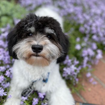 District Dogs - Full groom by Shake - 7 month old Havanese - Pet Groomers Near Me - Washington, DC, District of Columbia