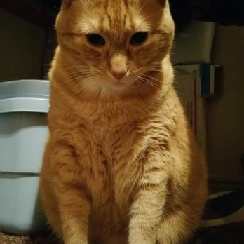 Dixie Veterinary Clinic - This is our other cat Mango. He got an allergy shot and is doing much better. Thanks - Veterinarians Near Me - Saint George, Utah