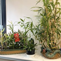 Bisou Nail Spa - Plants