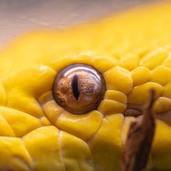 The Reptile Zoo - Snake. A very bright yellow snake.