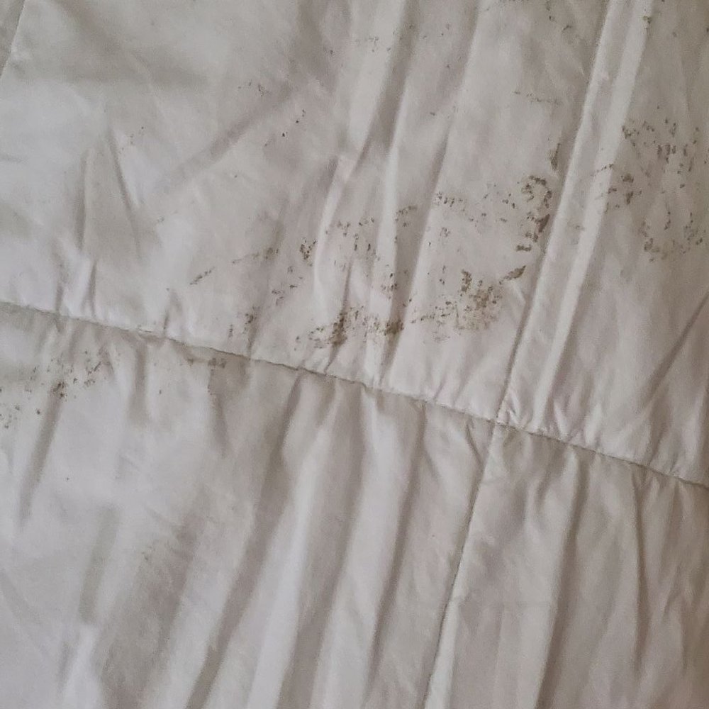 Quality Inn - Dirt and mold on our comforter - Hotels Near Me - Walterboro, South Carolina