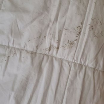 Quality Inn - Dirt and mold on our comforter - Hotels Near Me - Walterboro, South Carolina Quality Inn - Dirt and mold on our comforter - Hotels Near Me - Walterboro, South Carolina
