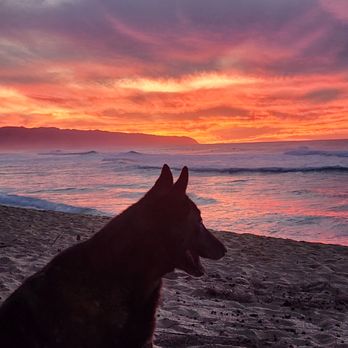 Peace Love Dogs - My dog Diva enjoying the sunset on the North Shore. - Pet Groomers Near Me Peace Love Dogs - My dog Diva enjoying the sunset on the North Shore. - Pet Groomers Near Me