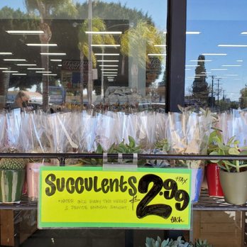 Trader Joe's - Cacti babies - Grocery Near Me - Whittier, California