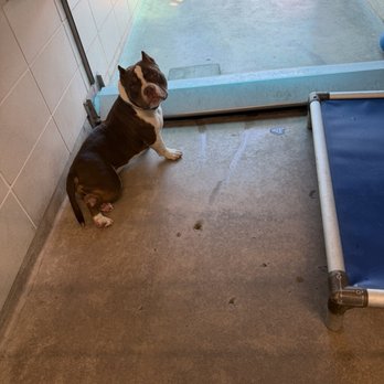 Burbank Animal Shelter - Its first time meeting in shelter - Animal Shelters Near Me - Burbank, California