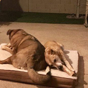 Ruff Life Dog Bones - Pet Services Near Me Ruff Life Dog Bones - Pet Services Near Me
