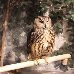 鎌倉乃フクロウの森 29 Photos Zoos 小町2 10 1 鎌倉市 神奈川県 Japan Phone Number Yelp 鎌倉乃フクロウの森 29 Photos Zoos 小町2 10 1 鎌倉市 神奈川県 Japan Phone Number Yelp