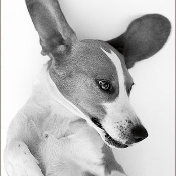Rancho Chiquita - Peaches still has the tattoo in her ear from her lab days in the tesing lab in Georgia State - Venues & Event Spaces Near Me