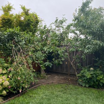 Alvarado Tree Service - After - Tree Services Near Me Alvarado Tree Service - After - Tree Services Near Me