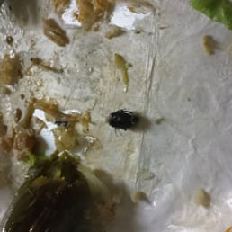 Unfortunately not discovered until almost the end of the meal. Threw out all leftovers. Unfortunately not discovered until almost the end of the meal. Threw out all leftovers.