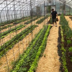 Conover Gardens - Fresh veggies growing
