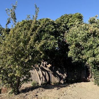 Hernandez Tree Service - Before - Tree Services Near Me - Castro Valley, California