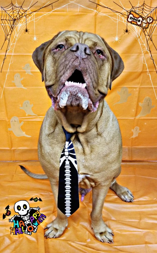 CHANDLER DOGS 24/7 123 Photos & 139 Reviews 6145 W Chandler Blvd