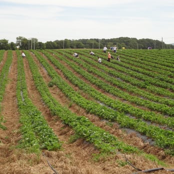 Middle River Farms - workers working in the field - Farmers Market Near Me - Grottoes, Virginia