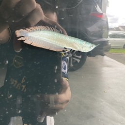 I bought 2 guys from here, look cute and healthy and service so good, they have a lot kind fish