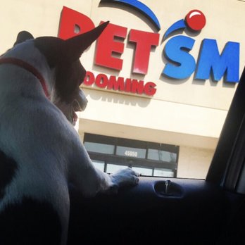 PetSmart - All Smiles after a nail trim, ear cleaning and puppy treat! - Pet Groomers Near Me - Utica, Michigan