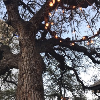 Pelons Tex-Mex - This live oak is ancient and at least 18 feet wide - Tex-Mex Near Me - Austin, Texas