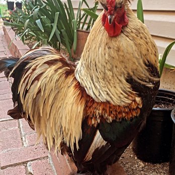 Fabulously Feathered Silkies - Cesar - Ranches Near Me Fabulously Feathered Silkies - Cesar - Ranches Near Me