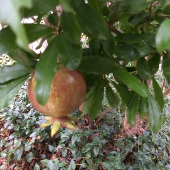 Ramsey Canyon Inn B & B - Pomegranate tree. - Bed & Breakfast Near Me - Hereford, Arizona Ramsey Canyon Inn B & B - Pomegranate tree. - Bed & Breakfast Near Me - Hereford, Arizona