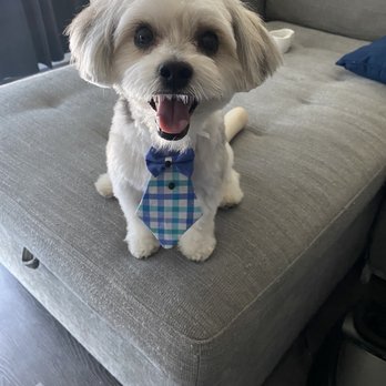 Oh My Dog - Pet Groomers Near Me - Kearny, New Jersey