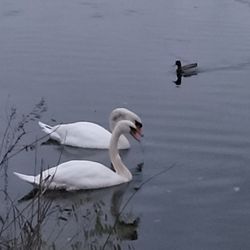 Horn Pond