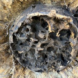 Damage from agave beetles before they came out Damage from agave beetles before they came out