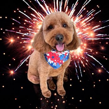 Cozy Canine Salon - Doodle - Pet Groomers Near Me - Swansea, Illinois Cozy Canine Salon - Doodle - Pet Groomers Near Me - Swansea, Illinois