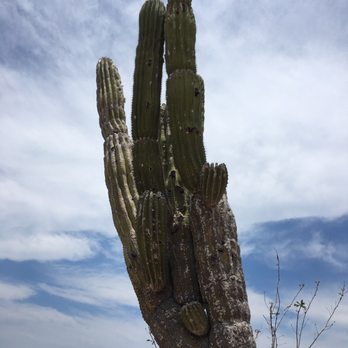Cabo Adventures - Boat Tours Near Me - Cabo San Lucas, BCS Cabo Adventures - Boat Tours Near Me - Cabo San Lucas, BCS