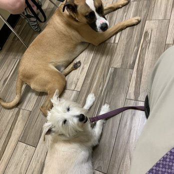 Animal Care Center - Both fur babies waiting for Dr. Singh. - Veterinarians Near Me - Elk Grove, California Animal Care Center - Both fur babies waiting for Dr. Singh. - Veterinarians Near Me - Elk Grove, California