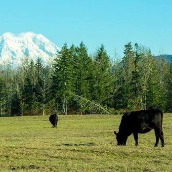Mossy Rock Ranch - Ranches Near Me - Yelm, Washington Mossy Rock Ranch - Ranches Near Me - Yelm, Washington