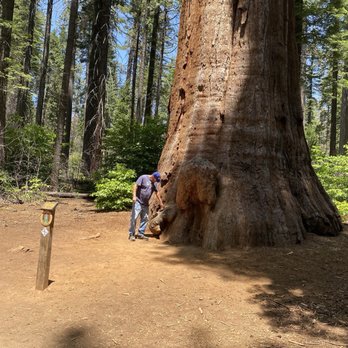 Calaveras Big Trees State Park - Parks Near Me - Arnold, California