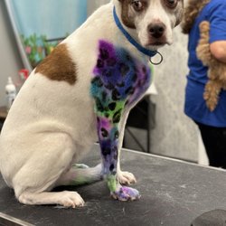 Darlin Doggies Grooming Salon